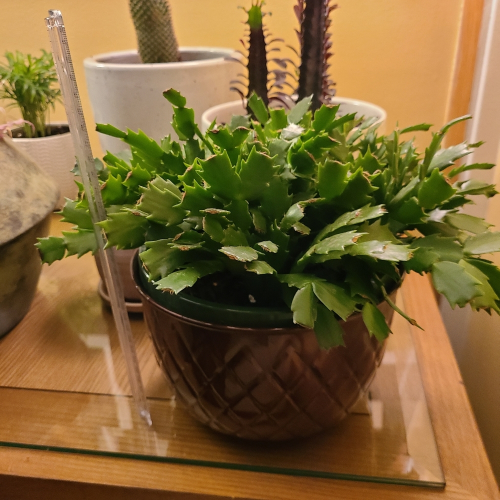 Christmas cactus